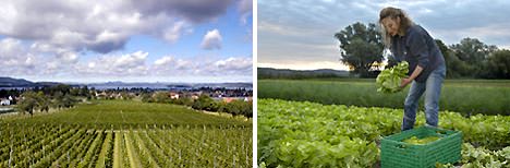 Gemüseanbau und Salaternte auf der Reichenau